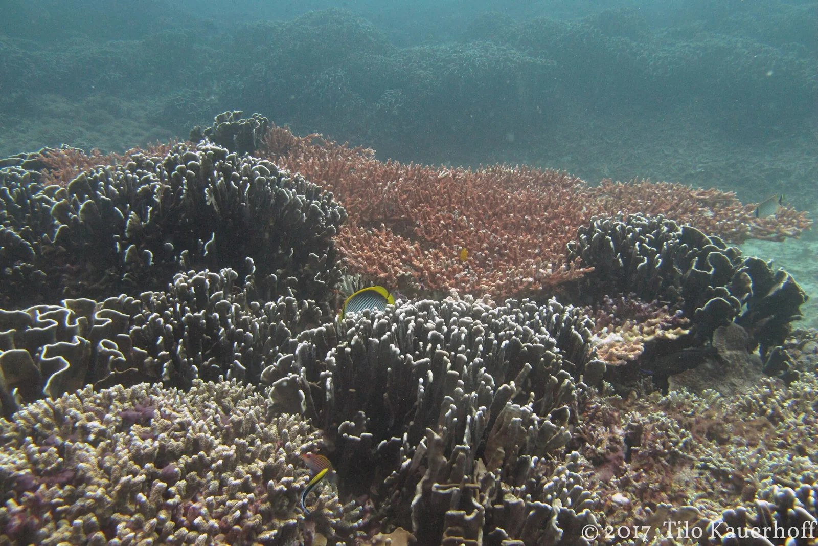 Corals and small fish on a reef around the Gili Islands.